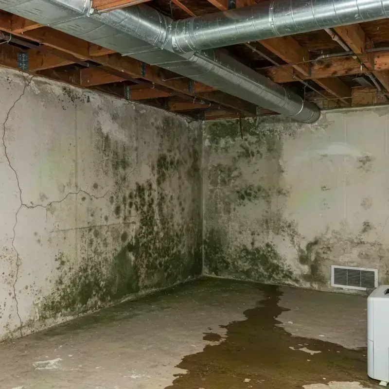 Professional Mold Removal in Paris, IL